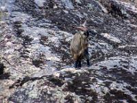 Wilde Bergziege steht verwundert auf den Felsen am Flußufer